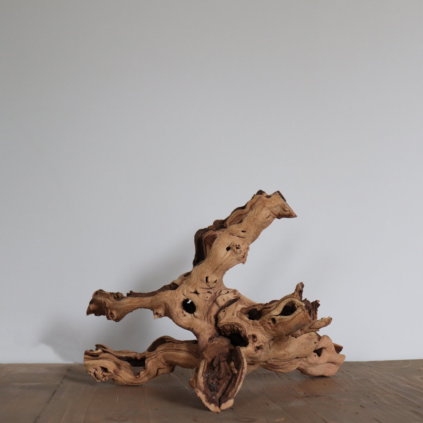 Driftwood Branch
